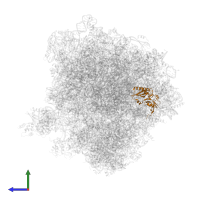 Small ribosomal subunit protein eS1A in PDB entry 5obm, assembly 2, side view.