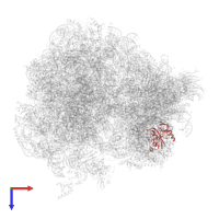 Small ribosomal subunit protein eS4A in PDB entry 5obm, assembly 2, top view.