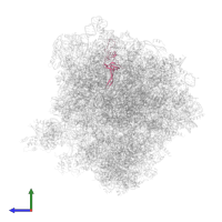 Small ribosomal subunit protein uS17A in PDB entry 5obm, assembly 2, side view.