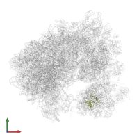 Small ribosomal subunit protein eS12 in PDB entry 5obm, assembly 2, front view.