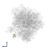 Small ribosomal subunit protein eS12 in PDB entry 5obm, assembly 2, side view.