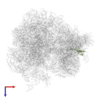 Small ribosomal subunit protein uS10 in PDB entry 5obm, assembly 2, top view.