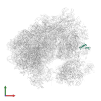 Small ribosomal subunit protein eS21A in PDB entry 5obm, assembly 2, front view.