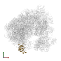 Large ribosomal subunit protein uL18 in PDB entry 5obm, assembly 2, front view.