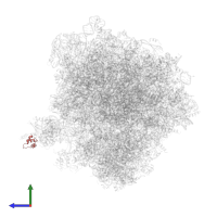 Ribosomal protein P1 alpha in PDB entry 5obm, assembly 2, side view.