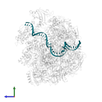 DNA (43-MER) in PDB entry 5oik, assembly 1, side view.