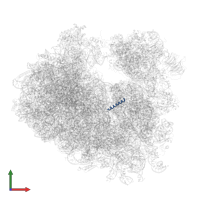 Large ribosomal subunit protein eL41A in PDB entry 5on6, assembly 2, front view.