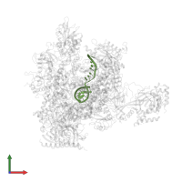 DNA template strand in PDB entry 5ot2, assembly 1, front view.