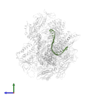 DNA template strand in PDB entry 5ot2, assembly 1, side view.