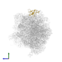 Large ribosomal subunit protein uL1 in PDB entry 5ot7, assembly 1, side view.