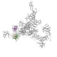 The deposited structure of PDB entry 5t15 contains 12 copies of Pfam domain PF00622 (SPRY domain) in Ryanodine receptor 1. Showing 3 copies in chain E [auth B].