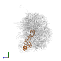 5S ribosomal RNA in PDB entry 5t6r, assembly 1, side view.