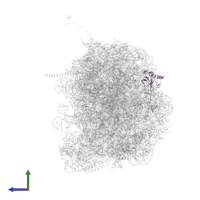 Large ribosomal subunit protein eL6A in PDB entry 5t6r, assembly 1, side view.