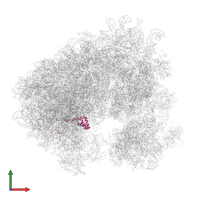 Large ribosomal subunit protein eL36A in PDB entry 5tbw, assembly 2, front view.