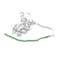 The deposited structure of PDB entry 5tby contains 2 copies of Pfam domain PF01576 (Myosin tail) in Myosin-7. Showing 1 copy in chain A.