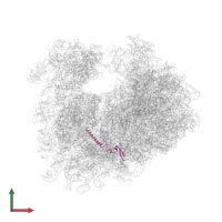 Large ribosomal subunit protein eL34A in PDB entry 5tga, assembly 2, front view.