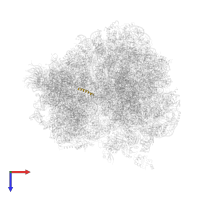 Large ribosomal subunit protein eL41A in PDB entry 5tga, assembly 2, top view.
