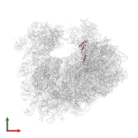 Large ribosomal subunit protein eL42A in PDB entry 5tga, assembly 2, front view.