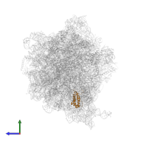 Large ribosomal subunit protein bL17 in PDB entry 5u4i, assembly 1, side view.