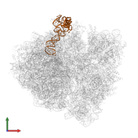 5S ribosomal RNA in PDB entry 5u4i, assembly 1, front view.