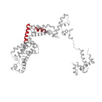The deposited structure of PDB entry 5uah contains 2 copies of Pfam domain PF00140 (Sigma-70 factor, region 1.2) in RNA polymerase sigma factor RpoD. Showing 1 copy in chain L.