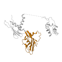 The deposited structure of PDB entry 5uaq contains 4 copies of CATH domain 2.170.120.12 (RNA Polymerase Alpha Subunit; Chain A, domain 2) in DNA-directed RNA polymerase subunit alpha. Showing 1 copy in chain A.