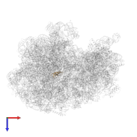 Large ribosomal subunit protein bL33 in PDB entry 5uq7, assembly 1, top view.