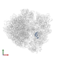 Small ribosomal subunit protein uS12 in PDB entry 5uq7, assembly 1, front view.