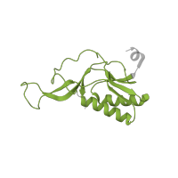 The deposited structure of PDB entry 5uq8 contains 1 copy of Pfam domain PF00252 (Ribosomal protein L16p/L10e) in Large ribosomal subunit protein uL16. Showing 1 copy in chain L [auth Q].