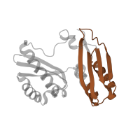 The deposited structure of PDB entry 5uq8 contains 1 copy of Pfam domain PF00189 (Ribosomal protein S3, C-terminal domain) in Small ribosomal subunit protein uS3. Showing 1 copy in chain HA [auth c].