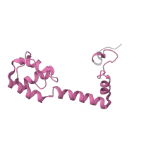 The deposited structure of PDB entry 5uq8 contains 1 copy of Pfam domain PF00416 (Ribosomal protein S13/S18) in Small ribosomal subunit protein uS13. Showing 1 copy in chain RA [auth m].
