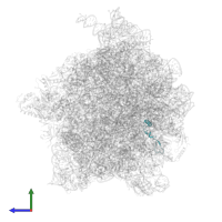 Small ribosomal subunit protein bS21 in PDB entry 5uym, assembly 1, side view.