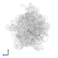 Messenger RNA in PDB entry 5uym, assembly 1, side view.
