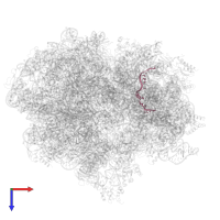 Messenger RNA in PDB entry 5uym, assembly 1, top view.