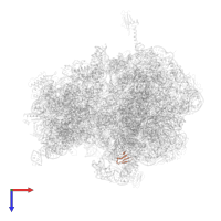 Large ribosomal subunit protein bL36 in PDB entry 5vpo, assembly 1, top view.