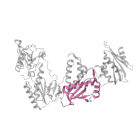 The deposited structure of PDB entry 5vqs contains 1 copy of Pfam domain PF06815 (Reverse transcriptase connection domain) in Reverse transcriptase/ribonuclease H. Showing 1 copy in chain A.