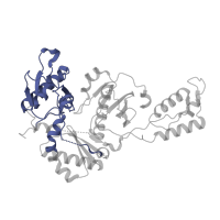 The deposited structure of PDB entry 5vqs contains 1 copy of CATH domain 3.10.10.10 (HIV Type 1 Reverse Transcriptase; Chain A, domain 1) in p51 RT. Showing 1 copy in chain B.