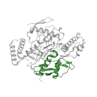 The deposited structure of PDB entry 5vuu contains 2 copies of CATH domain 3.90.440.10 (Nitric Oxide Synthase;Heme Domain; Chain A, domain 2) in Nitric oxide synthase 1. Showing 1 copy in chain B.
