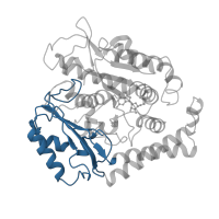 The deposited structure of PDB entry 5w3j contains 1 copy of CATH domain 3.30.1330.20 (60s Ribosomal Protein L30; Chain: A;) in Tubulin alpha-1 chain. Showing 1 copy in chain A.