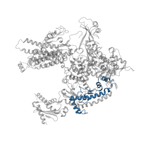 The deposited structure of PDB entry 5w5y contains 1 copy of Pfam domain PF05000 (RNA polymerase Rpb1, domain 4) in DNA-directed RNA polymerase I subunit RPA190. Showing 1 copy in chain A.