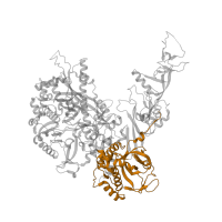 The deposited structure of PDB entry 5w5y contains 1 copy of CATH domain 2.40.270.10 (Dna-directed Rna Polymerase Ii 140kd Polypeptide; Chain: B; Domain 6) in DNA-directed RNA polymerase I subunit RPA135. Showing 1 copy in chain B.