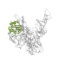 The deposited structure of PDB entry 5w5y contains 1 copy of CATH domain 3.90.1110.10 (Dna-directed Rna Polymerase Ii 140kd Polypeptide; Chain: B; domain 3) in DNA-directed RNA polymerase I subunit RPA135. Showing 1 copy in chain B.