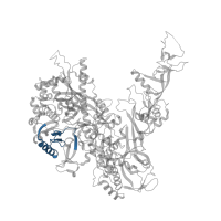 The deposited structure of PDB entry 5w5y contains 1 copy of Pfam domain PF06883 (RNA polymerase I, Rpa2 specific domain) in DNA-directed RNA polymerase I subunit RPA135. Showing 1 copy in chain B.