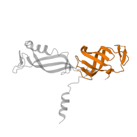 The deposited structure of PDB entry 5w5y contains 1 copy of Pfam domain PF17875 (RPA43 OB domain in RNA Pol I) in DNA-directed RNA polymerase I subunit RPA43. Showing 1 copy in chain G.