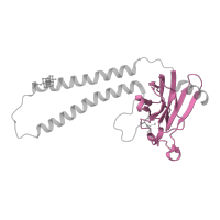 The deposited structure of PDB entry 5wau contains 2 copies of Pfam domain PF00116 (Cytochrome C oxidase subunit II, periplasmic domain) in Cytochrome c oxidase subunit 2. Showing 1 copy in chain B.