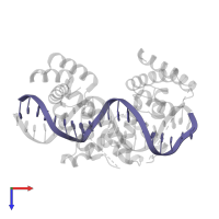 DNA (5'-D(*CP*CP*GP*AP*AP*TP*GP*AP*AP*TP*GP*AP*AP*TP*GP*AP*AP*TP*GP*GP*T)-3') in PDB entry 5wc9, assembly 1, top view.