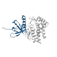 The deposited structure of PDB entry 5wev contains 1 copy of CATH domain 3.30.200.20 (Phosphorylase Kinase; domain 1) in Tyrosine-protein kinase JAK2. Showing 1 copy in chain A.