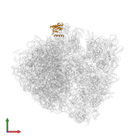 Large ribosomal subunit protein uL18 in PDB entry 5wis, assembly 2, front view.