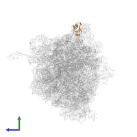 Large ribosomal subunit protein uL18 in PDB entry 5wis, assembly 2, side view.