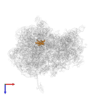 Large ribosomal subunit protein uL18 in PDB entry 5wis, assembly 2, top view.